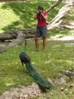 Claire shoots peacock.JPG (99 KB)